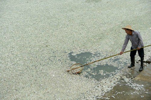 Một ngư dân vớt cá chết trên sông Phủ Hà ở tỉnh Hồ Bắc, Trung Quốc.